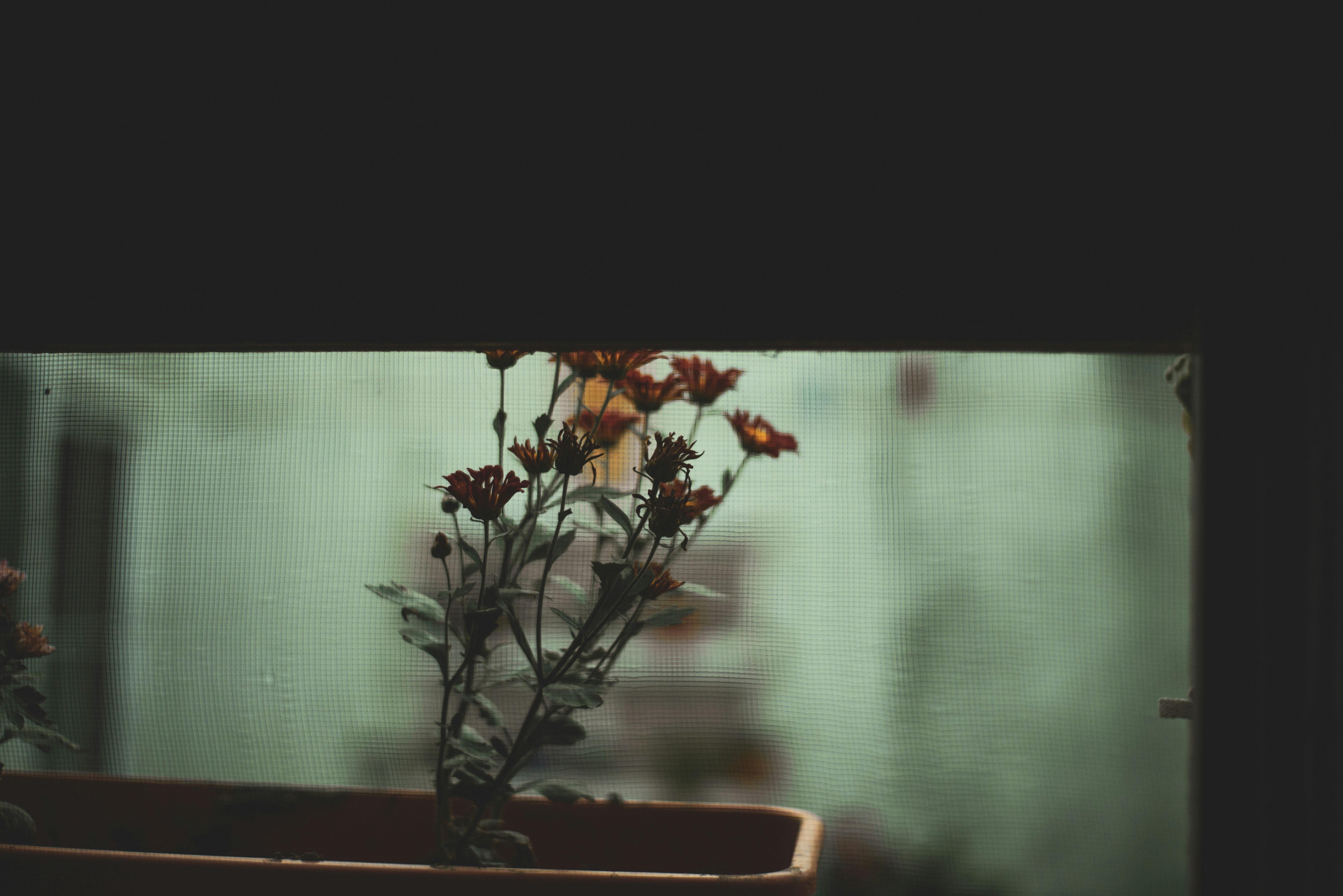 dried flowers reflected in an old frame
