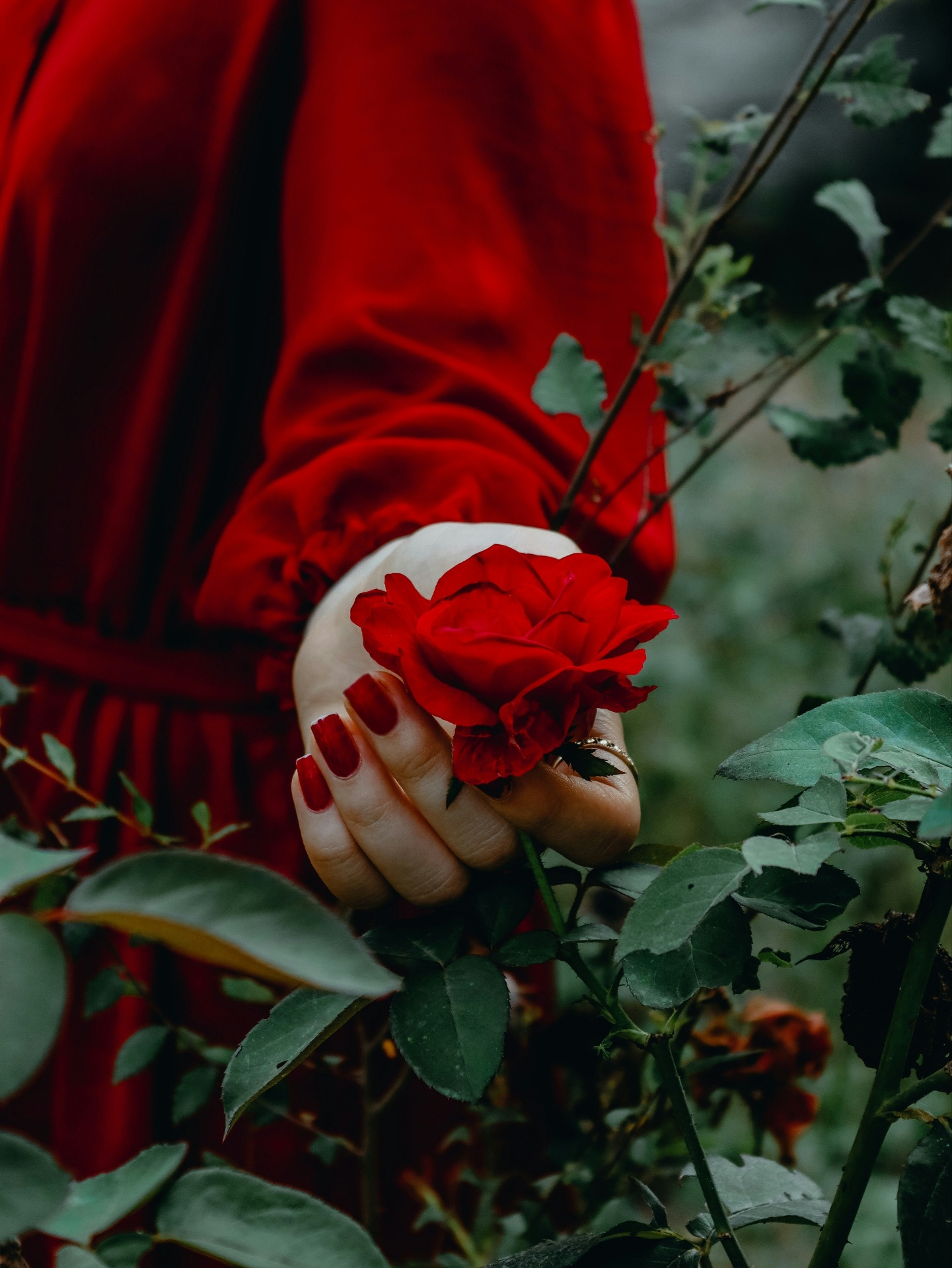 a hand holding a red rose still on the bush
